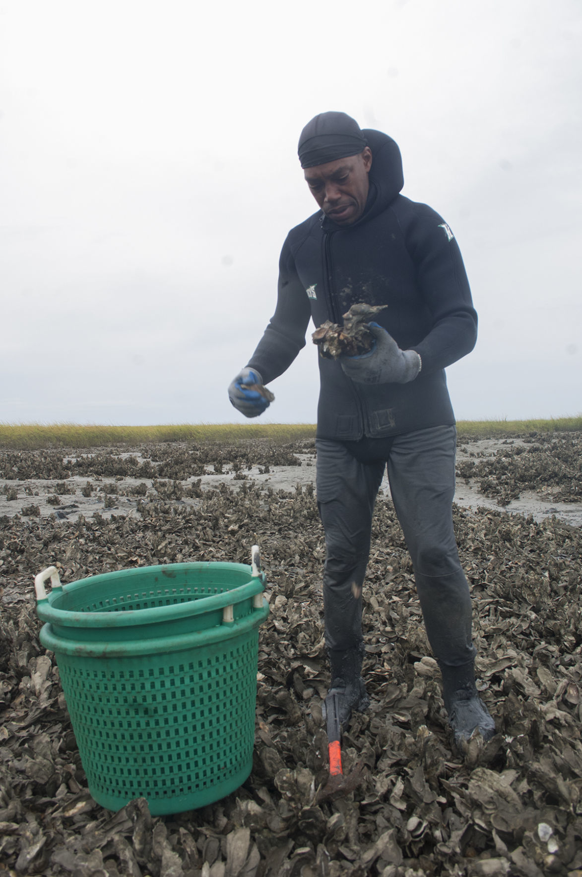 Oysters